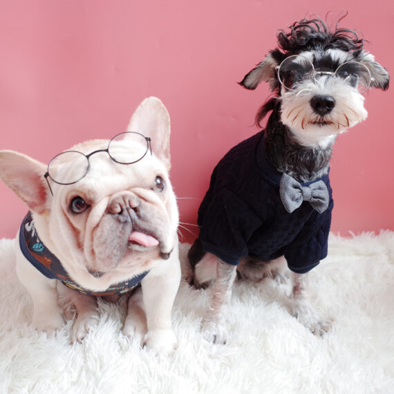 Pawfessor Round Glasses for Frenchies & Pals