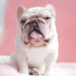 Pawfessor Round Glasses for Frenchies & Pals