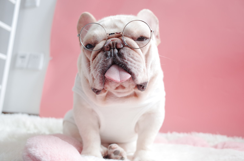 Pawfessor Round Glasses for Frenchies & Pals