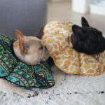 PetalShield Recovery Collar for Frenchie