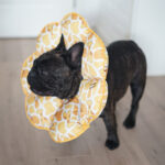 PetalShield Recovery Collar for Frenchie