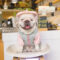 Unicorn Rain Defender Suit for French Bulldogs